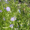 Campanula rotundifolia 'Olympica'