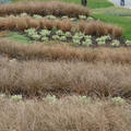 Carex buchananii