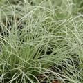 Carex comans 'Frosted Curls'