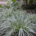 Carex conica 'Snowline'