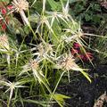 Carex grayi, Morgenstern-Segge