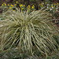 Carex oshimensis 'Evergold'