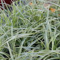 Carex foliosissima 'Vanilla Ice' (S)