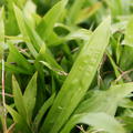 Carex plantaginea