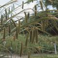 Carex pseudocyperus