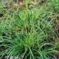 Carex sylvatica