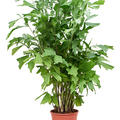 Caryota mitis (130-170), Busch, im 27cm Topf, Hhe 150cm, Breite 65cm