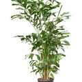 Caryota mitis (150-180), Busch, im 27cm Topf, Hhe 165cm, Breite 110cm