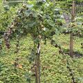 Cassissima Hochstamm Blackbells, Ribes nigrum