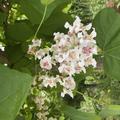 Catalpa bignonioides 'Aurea', Gold-Trompetenbaum, Lubera, Trompetenbaum in voller Blüte 