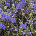 Sckelblume 'Blue Diamond', Ceanothus x delilianus 'Blue Diamond'