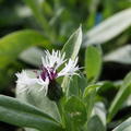 Centaurea montana 'Amethyst in Snow' (S)