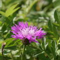 Centaurea Bright Rose, Staude, Pppel