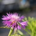 Centaurea dealbata