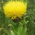 Centaurea macrocephala