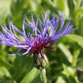 Centaurea montana