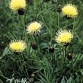 Centaurea ruthenica, Staude, Pppel