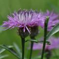 Centaurea scabiosa, Skabiosen-Flockenblume