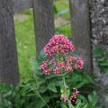 Centranthus ruber 'Coccineus'