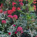 Centranthus ruber 'Coccineus', Spornblumen im Stauden/Rosenbeet