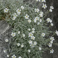 Cerastium tomentosum, Hornkraut