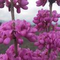 Kanadischer Judasbaum Cercis Canadiens