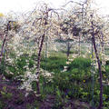 Kanadischer Judasbaum 'Vanilla Twist' (Cercis canadensis 'Vanilla Twist')