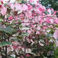 Cercis canadensis 'Carolina Sweetheart' Laub, Kanadischer Judasbaum