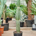 Cereus jamacaru, im 30cm Topf, Hhe 120cm, Breite 20cm