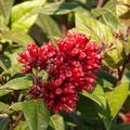 Mexikanischer Hammerstrauch Cestrum elegans