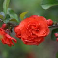 Chinesische Zierquitte Double Take 'Orange Storm' - Proven Winners (Chaenomeles Orange Storm)