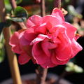 Chinesische Zierquitte 'Pink Storm' (Chaenomeles Pink Storm)