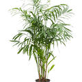 Chamaedorea seifrizii, Busch, im 24cm Topf, Hhe 120cm, Breite 75cm