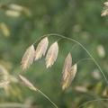 Chasmanthium latifolium