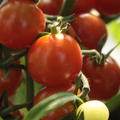 Gourmet-Tomate 'Cherry Baby' (Solanum lycopersicum)