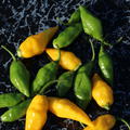 Chili 'Citron', Capsicum Chinense 'Citron'