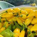 Chili 'Citron', Capsicum chinense