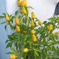 Chili 'Hot Surprise Bushy', Capsicum annuum 'Hot Surprise Bushy'