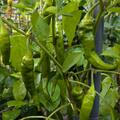 Chili 'Joe's Long Cayenne', Capsicum annuum