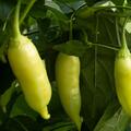 Chili 'Sugar Rush Peach', Capsicum baccatum