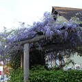 Blauregen in Blüte an einem Haus