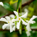 Chinesischer Sternjasmin Blte