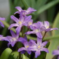 Sternhyazinthe 'Violet Beauty'