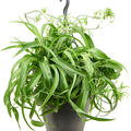 Chlorophytum Comosum 'Green Bonnie', Ampel, im 19cm Topf, Hhe 40cm, Breite 40cm