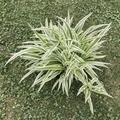 Chlorophytum comosum 'Bonnie', Chlorophytum comosum 'Bonnie'