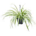 Chlorophytum comosum 'Vittatum', Ampel, im 19cm Topf, Hhe 60cm, Breite 50cm