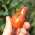 Heirloom Tomate 'Chocolate Pear' (Solanum lycopersicum)