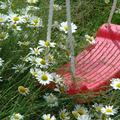 Wiesenmargerite,Winterharte Wildstaude, Chrysanthemum leucanthemum