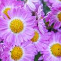 Chrysanthemum x hort. 'Anastasia', Chrysanthemum x hort. 'Anastasia'