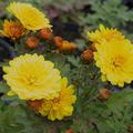 Chrysanthemum x hort. 'Bienchen'